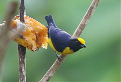 Orange-bellied Euphonia